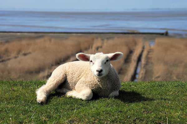 lamm am dollart im fruehling