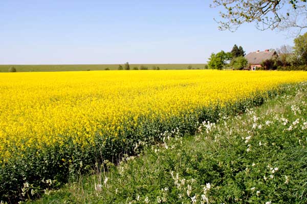 rapsfeld kanalpolder